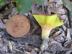 Phylloporus foliiporus