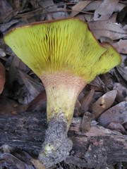 Phylloporus foliiporus