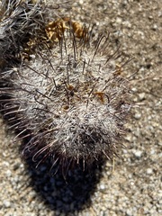 Mammillaria hutchisoniana hutchisoniana