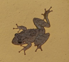 Scinax acuminatus