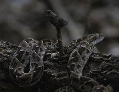 Bothrops mattogrossensis
