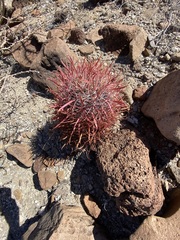 Ferocactus gracilis gatesii