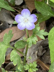 Nemophila phacelioides