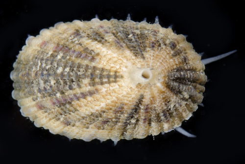 Diodora ruppellii observed 2017-05-21