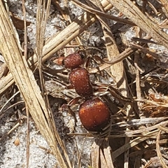 Pseudomethoca sanbornii