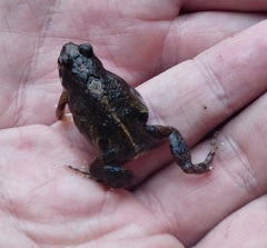 Physalaemus riograndensis