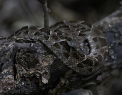 Bothrops mattogrossensis