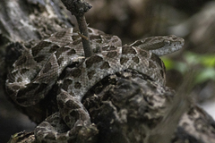 Bothrops mattogrossensis