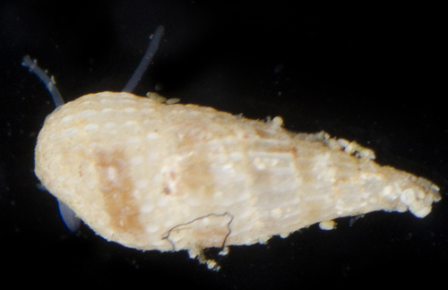 Apataxia cerithiiformis observed 2017-05-21