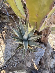 Agave deserti