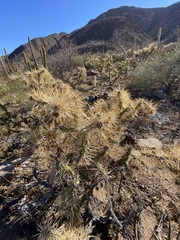 Cylindropuntia molesta molesta