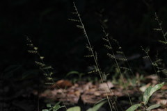 Urochloa reptans