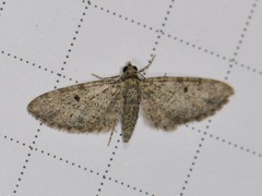 Eupithecia jejunata