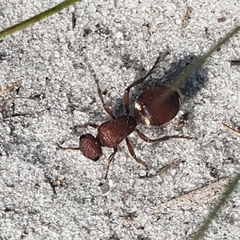 Pseudomethoca sanbornii
