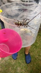 Batocera rubus