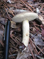 Retiboletus griseus