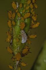 Coccinellidae