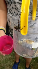 Batocera rubus