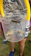 Batocera rubus