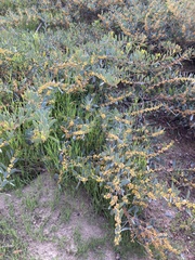 Acacia redolens