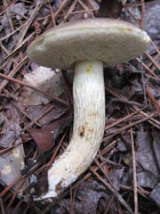 Retiboletus griseus