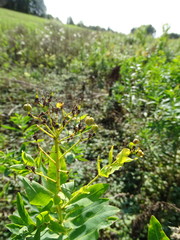 Euphorbia lucida