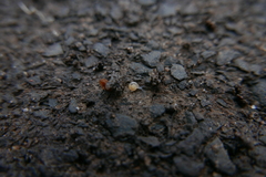 Aegopinella nitidula