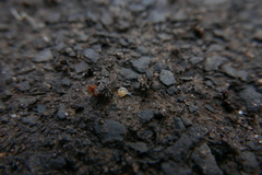 Aegopinella nitidula