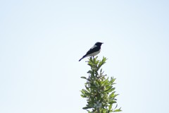 Oenanthe melanoleuca