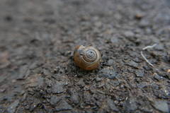 Aegopinella nitidula