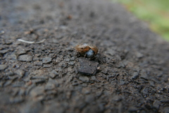 Aegopinella nitidula