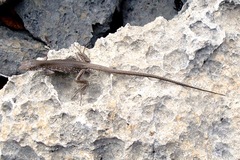 La Tortuga Whiptail photo 4