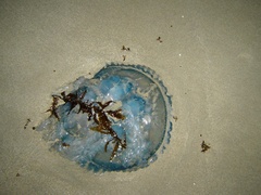 Dactyliophorae