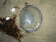 Dactyliophorae