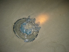 Dactyliophorae