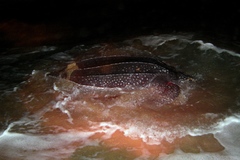Dermochelys coriacea