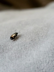 Glischrochilus confluentus