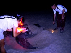 Dermochelys coriacea