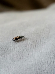 Glischrochilus confluentus