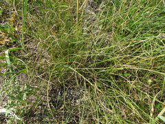 Carex praecox