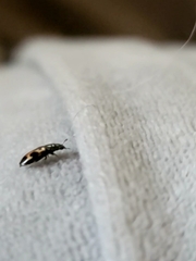 Glischrochilus confluentus