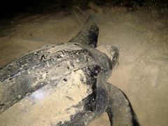 Dermochelys coriacea