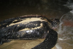 Dermochelys coriacea