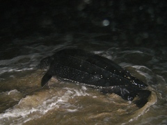 Dermochelys coriacea