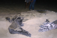 Dermochelys coriacea