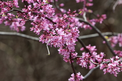 Cercis canadensis