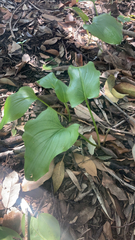 Zantedeschia aethiopica