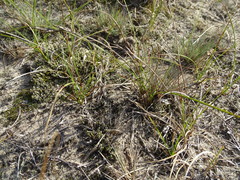 Carex arenaria