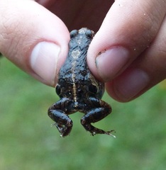 Physalaemus riograndensis