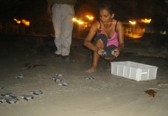 Dermochelys coriacea